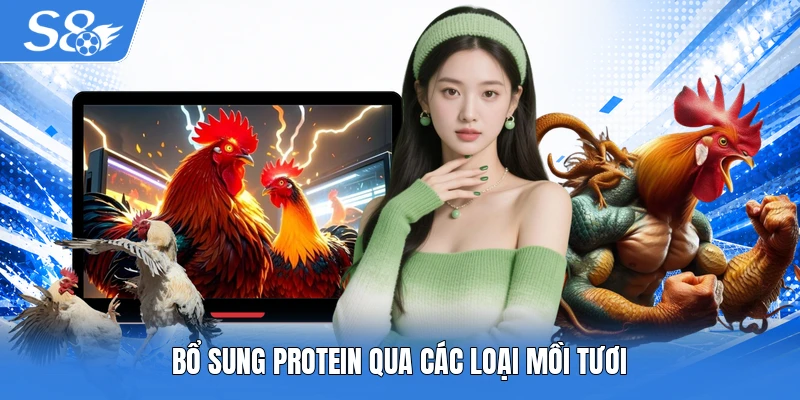 Bổ sung protein qua các loại mồi tươi