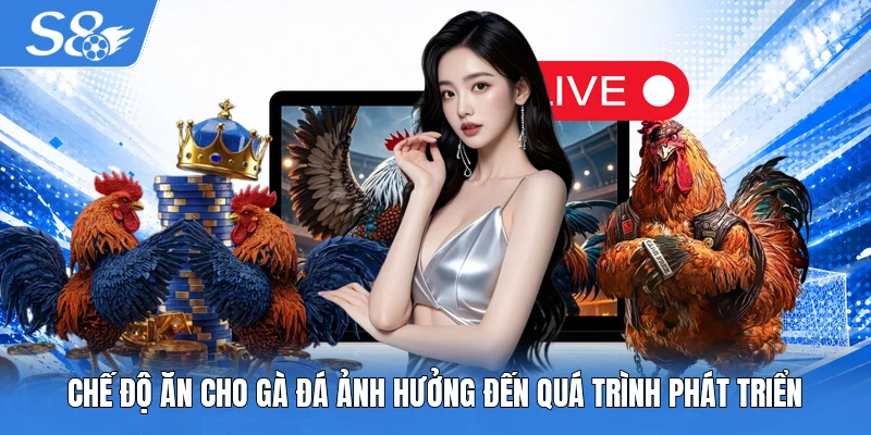 Chế độ ăn cho gà đá ảnh hưởng đến quá trình phát triển