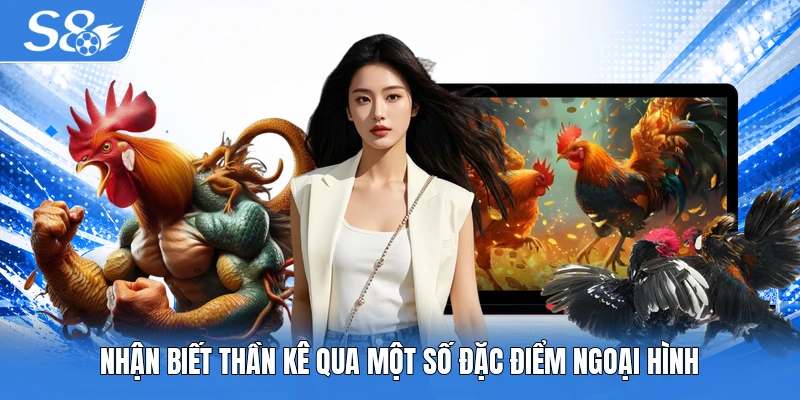 Nhận biết thần kê qua một số đặc điểm ngoại hình